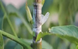 常用的夏天嫁接果树方法，选择亲和力比较强的砧木和接穗