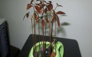 龙眼子盆栽怎么种，选择PH值在5.4-6.5之间的沙质土壤