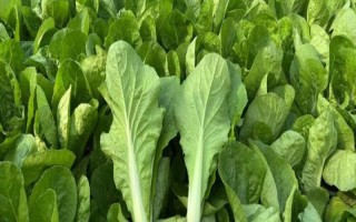 奶白菜如何种植，以条播较好