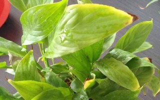 白掌的叶子发黄怎么处理，需保证充足的光照和停止施肥