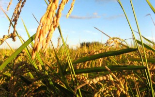 农香优676水稻品种的特性，大田用种量每亩1公斤