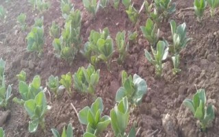 蚕豆的种植方法,春播一般在3月中下旬至4月上旬播种