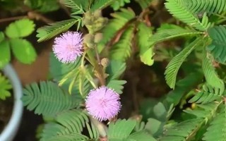 含羞草的水培方法，选择无病虫害的小苗水培