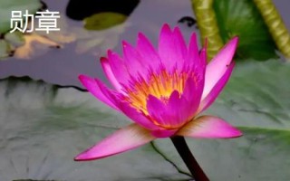 名贵荷花品种介绍,这十种一定要了解