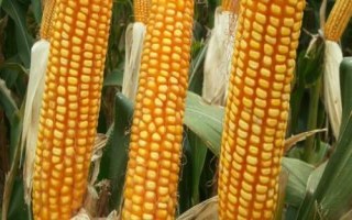 禾丰177玉米种子特点,中抗茎腐病(17.4%MR)
