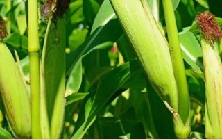 海禾111玉米品种简介，中抗茎基腐病（1-5级）