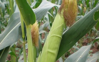 川单甜3号玉米种子特点，种植密度3600株/亩左右