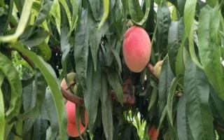 水蜜桃的种植方法，修剪枝叶与树根之后再定植