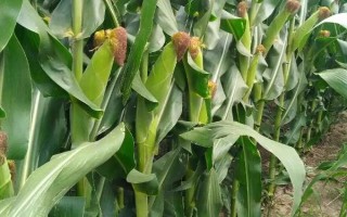 中禾606玉米种子简介,平均生育期135天