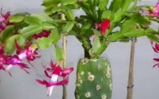 怎么嫁接蟹爪兰，选取发育健壮的一生年枝条作为砧木