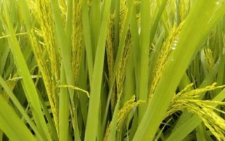 芳菲丝苗水稻种子介绍,全生育期早稻117.8天