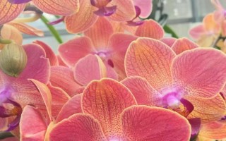 蝴蝶兰怎么繁殖，分株繁殖、花梗催芽繁殖