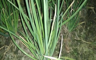 葱发白的原因，可能是遭受冻害、缺少水肥等