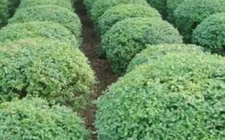 小叶女贞的养殖方法，每周为其浇一次水