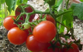 番茄有什么花语，具有勇敢、要有理想等寓意