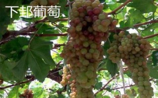 陕西省榆林市的特色水果，包括清涧红枣和陕北山杏等种类