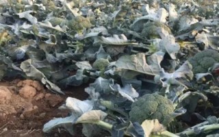 西兰花怎么防病虫害，秋季虫多需及时用药