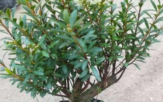 赤楠怎么养殖，要让植株接受全日照