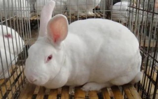 预防兔子感冒的方法，在兔舍中放置毛毯可供兔子御寒