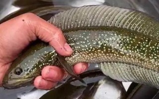 七星鱼的价格，人工养殖一斤需要30-40元