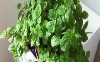 草莓吊兰怎么养殖，每年3月份要更换一次盆土