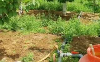 樱桃几月成熟，通常是在4-5月份成熟