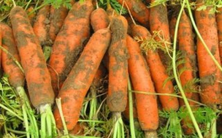 胡萝卜喜阴还是喜阳，生长期间需要保证光照充足