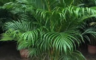 散尾葵炭疽病的防治方法，将病叶清理干净并集中烧毁