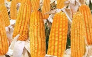先玉1788玉米种子特点,播种时应每亩施复合肥50公斤