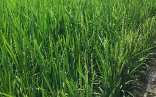红两优333水稻种子简介，4月底至5月中下旬播种