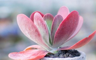 唐印怎么繁殖，可采取扦插和播种的方法