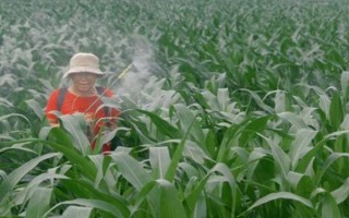 怎么防治玉米的虫害，轮作倒茬、清洁田园可减少初侵染源