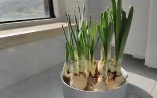 冬季如何水培水仙花,适宜生长的温度在12-15℃