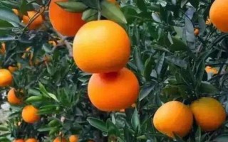 优质脐橙的特点，表现为橙黄光滑且体积大等