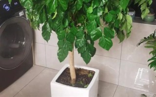 幸福树生虫子叶子粘液如何治疗，需及时修掉有虫害的叶子