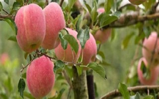 适合秋冬吃的水果有哪些，有苹果、释迦果、冬枣等