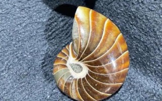 鹦鹉螺是海螺吗，是头足纲软体动物不是海螺