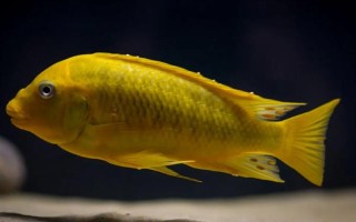 黄金鲷好不好养，饲养难度低适合新手