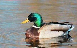 野鸭喜欢吃什么，以小鱼、小虾、甲壳类动物等为食