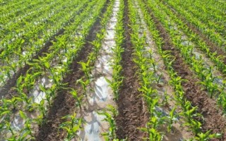 成单3601玉米品种的特性，注意防治茎腐病