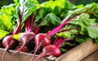 甜菜是什么，是一种草本植物