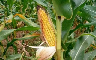 晋单73玉米种子的特征特性，从出苗到成熟需要127天