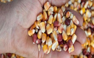 有哪些生产玉米种的企业,荃银高科集种子研发、生产等业务于一体