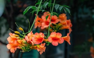 凌霄花的寓意，寓意倔强坚持、慈母的爱等