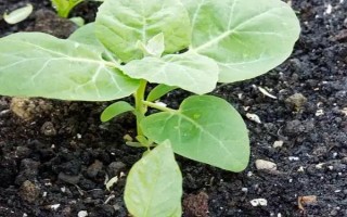 西瓜缓苗期死苗的原因，可能是低温高湿所致