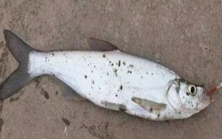 用哪种饵料钓翘嘴鱼，适合用小虾、泥鳅等腥饵