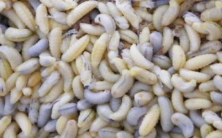 吃蜂蛹要注意什么，需确保新鲜、待彻底烹熟后再食用