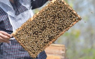 囚王笼里面的蜂王为什么会消失，可能是囚王笼的栅格间隙太大