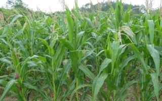 群策128玉米种子特征特性，每亩种植3200株