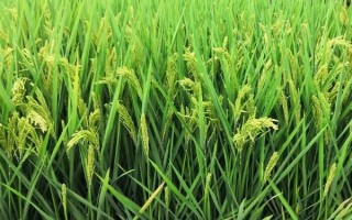 湘菲A水稻品种简介，注意防治病虫害